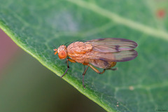 Minettia inusta