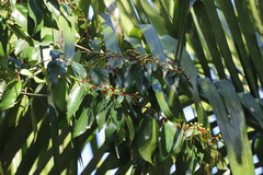Colubrina arborescens