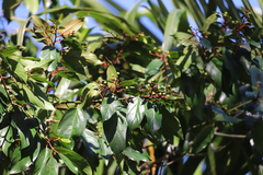 Colubrina arborescens