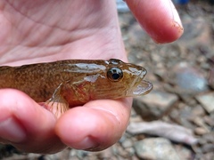 Glossogobius