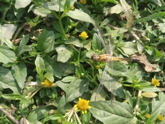 Brachydiplax