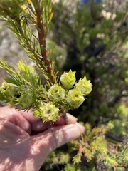 Leucadendron laxum