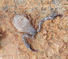 Chernetidae