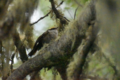 Aphrastura spinicauda