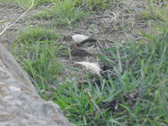 Zonotrichia capensis