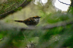 Aphrastura spinicauda