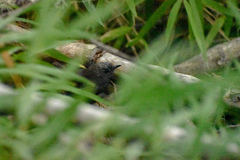 Scytalopus magellanicus