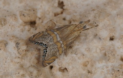 Euchromius bella