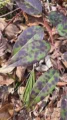 Persicaria chinensis