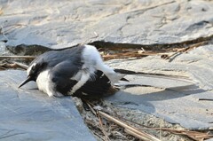 Enicurus schistaceus