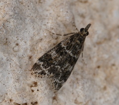 Eudonia mercurella