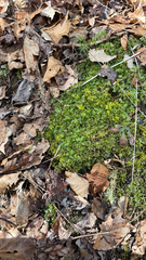 Plagiomnium cuspidatum