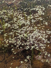 Callitriche marginata