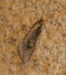 Evergestis isatidalis