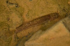 Oreonectes platycephalus