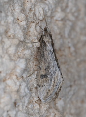 Evergestis isatidalis