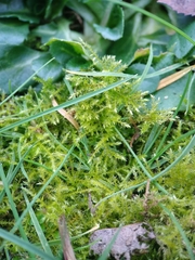 Kindbergia praelonga