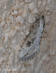 Evergestis isatidalis