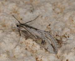 Evergestis isatidalis