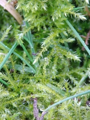 Kindbergia praelonga