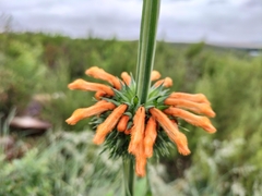 Leonotis nepetifolia nepetifolia