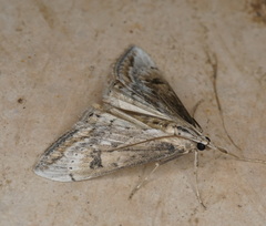 Evergestis isatidalis