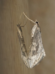 Evergestis isatidalis