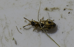 Psammoecus bipunctatus