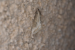 Evergestis isatidalis