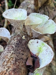 Trametes menziesii