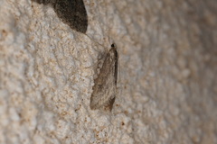 Evergestis isatidalis