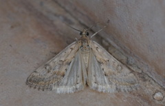 Evergestis isatidalis