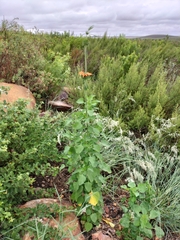 Leonotis nepetifolia nepetifolia