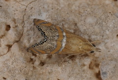 Euchromius bella