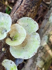 Trametes menziesii