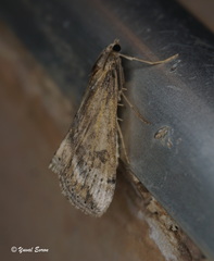 Evergestis isatidalis