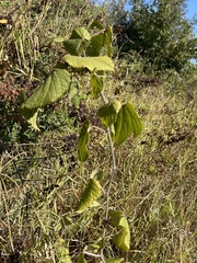 Vitis tiliifolia