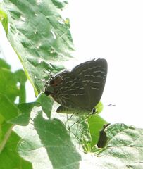 Satyrium liparops