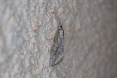 Evergestis isatidalis