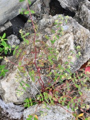 Euphorbia lasiocarpa