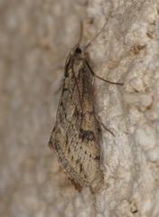 Evergestis isatidalis