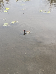 Gallinula galeata cachinnans