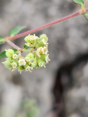 Euphorbia lasiocarpa