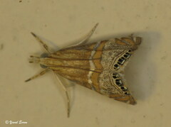 Euchromius bella