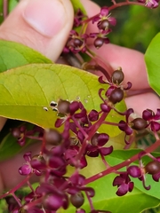 Trichostigma octandrum
