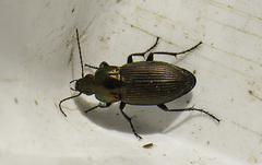 Poecilus versicolor
