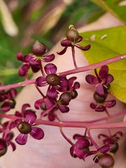 Trichostigma octandrum