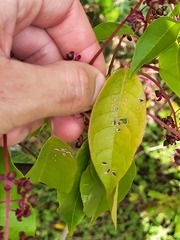 Trichostigma octandrum