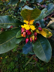 Ochna thomasiana