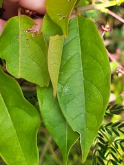 Trichostigma octandrum